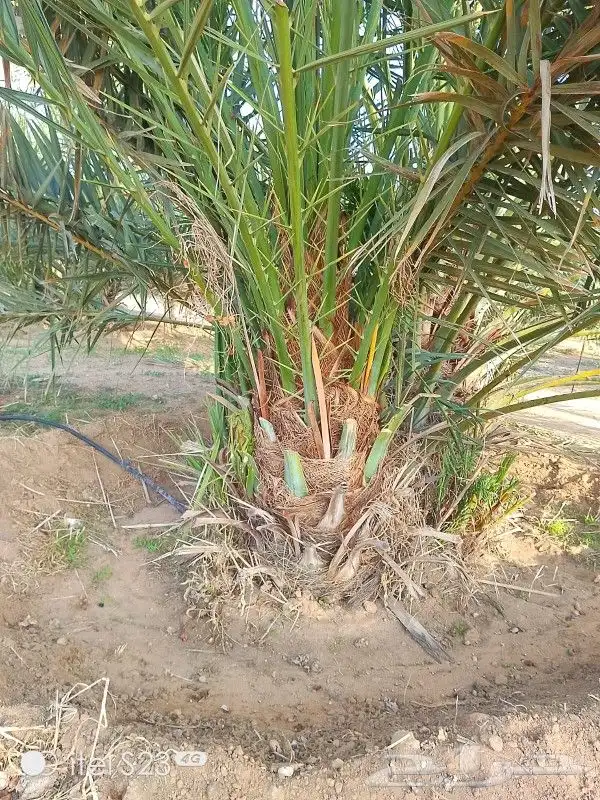 يوجد الدينا جميع أنواع النخل 2