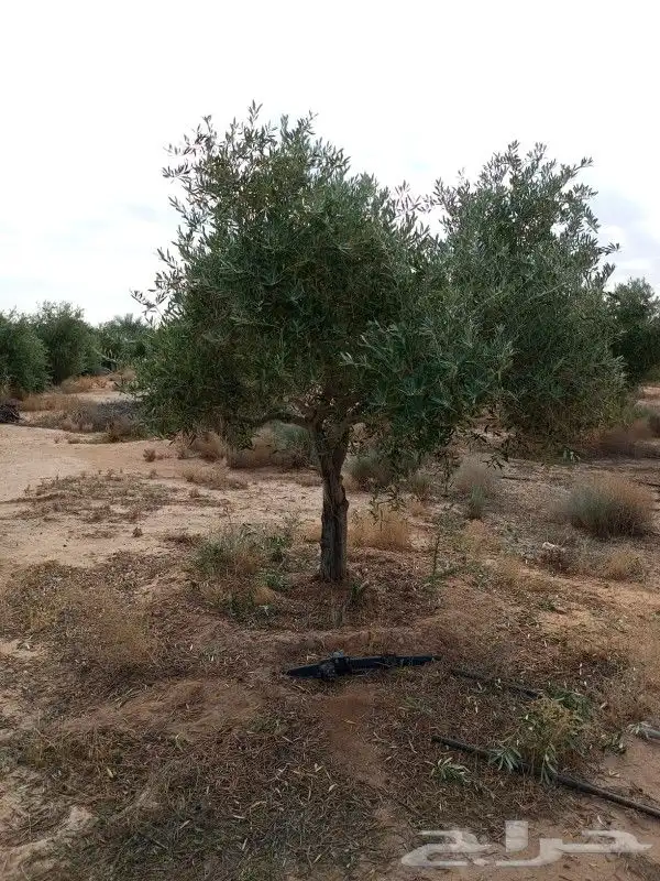 شجره زيتون معمر 9