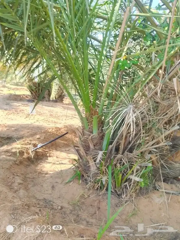 يوجد الدينا جميع أنواع النخل 1