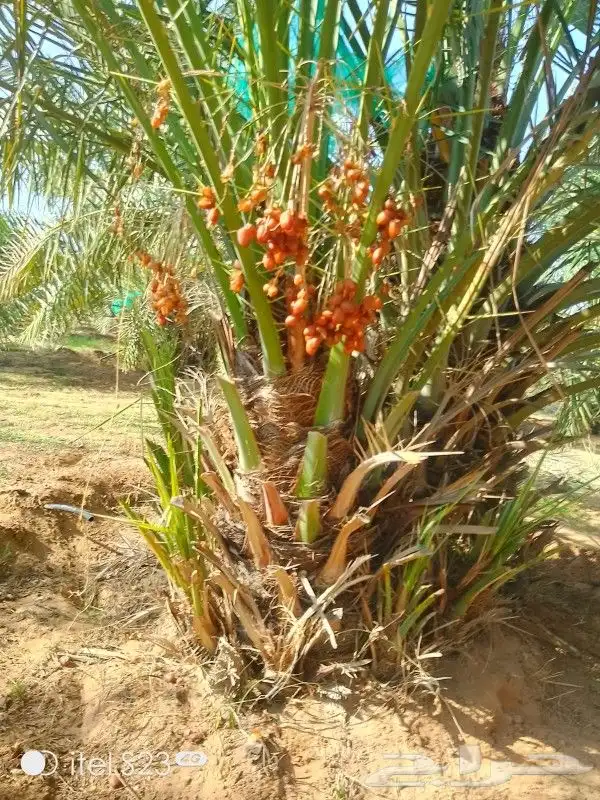 يوجد الدينا جميع أنواع النخل 0