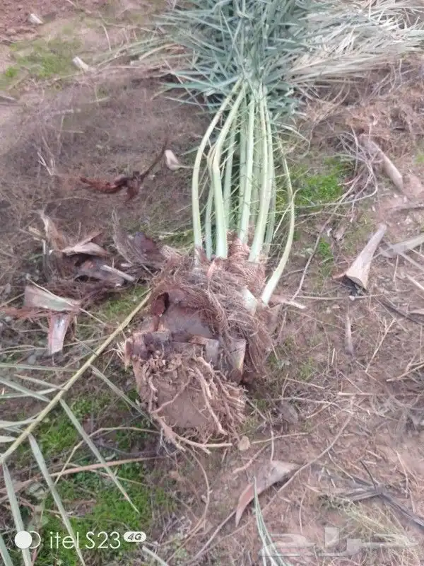 يوجد الدينا جميع أنواع النخل 3