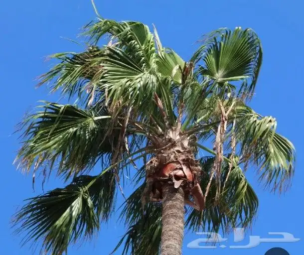 بذور واشنطنيا إنتاج جديد سعر خاص للجمله 3