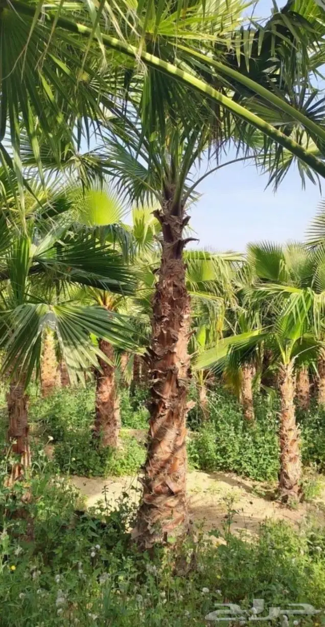 نخل واشنطني زينه وعربي مثمر توريد وزراعه 46