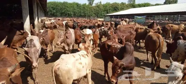 استيراد اغنام دوبر وصومالي وروماني وتنزاني ورفيدي 10