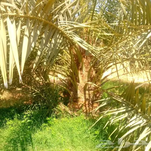 نخل واشنطن ونخل عربي واشجارجهنم توصيل وغرس وضمان جميع لنواع 2