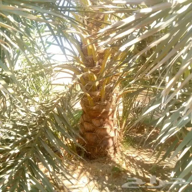 نخل واشنطن ونخل عربي واشجارجهنم توصيل وغرس وضمان جميع لنواع 1