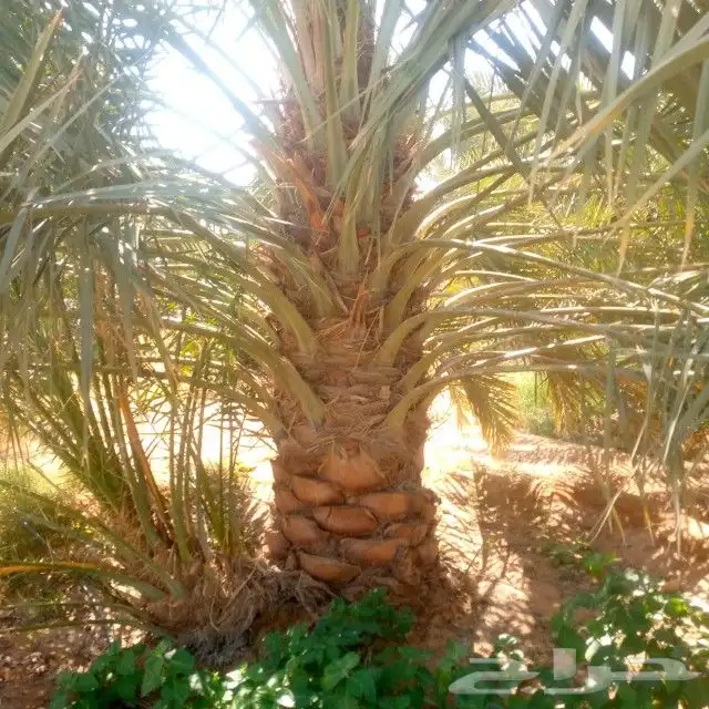 نخل واشنطن ونخل عربي واشجارجهنم توصيل وغرس وضمان جميع لنواع 3