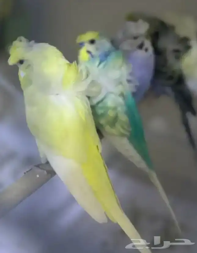 أزواج بادجي هوقو و انقلش 6