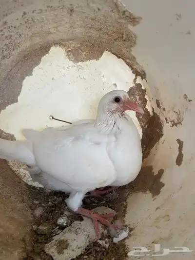 زغاليل 0