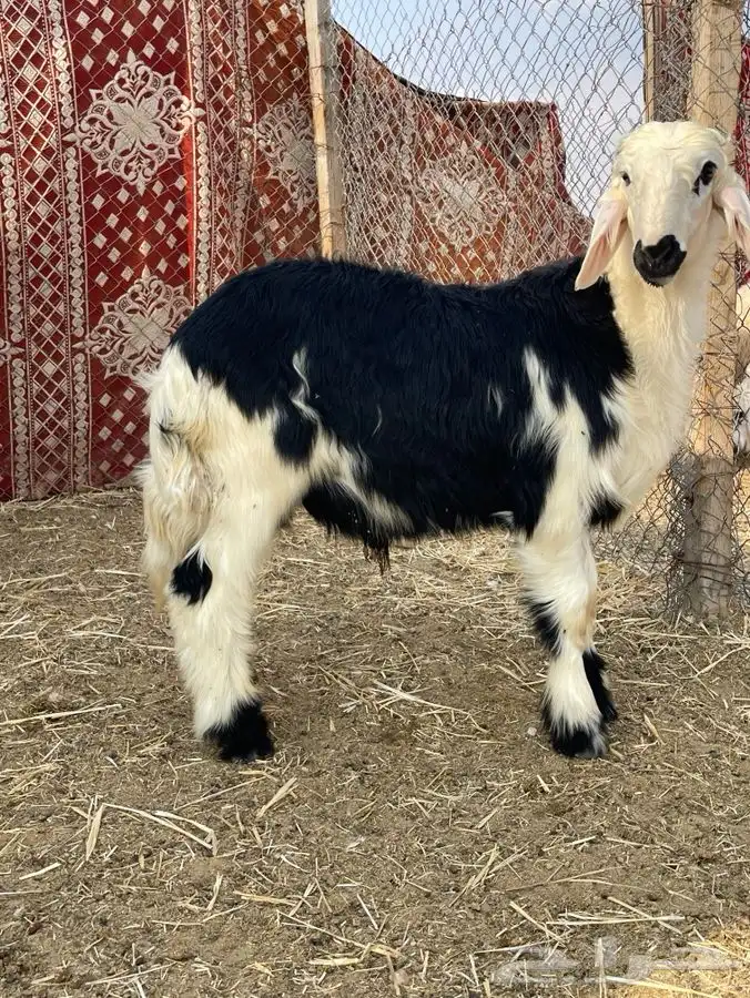حريات طيبه شعره وطرف 2