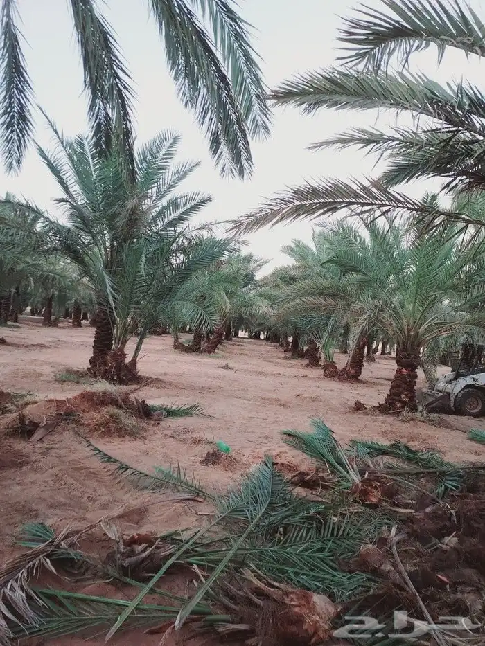 لشغل النخيل تكريب 5