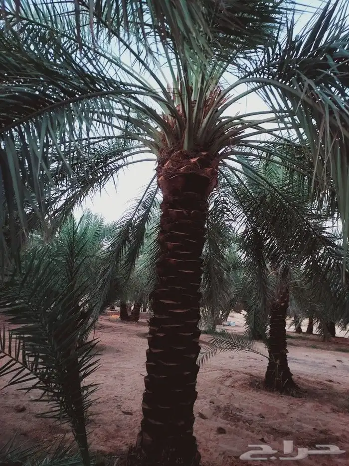 لشغل النخيل تكريب 9