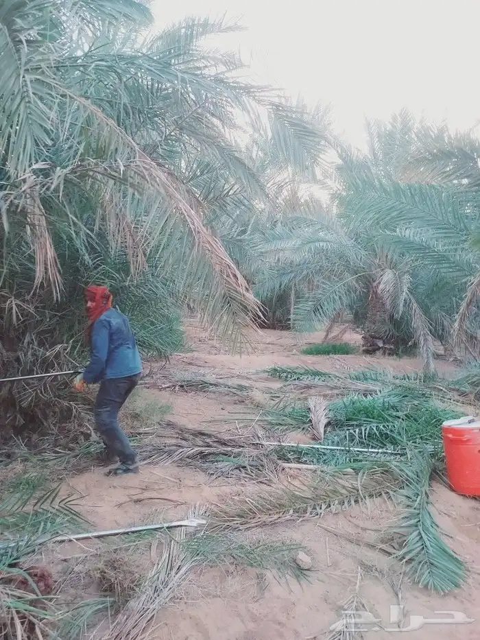 لشغل النخيل تكريب 7