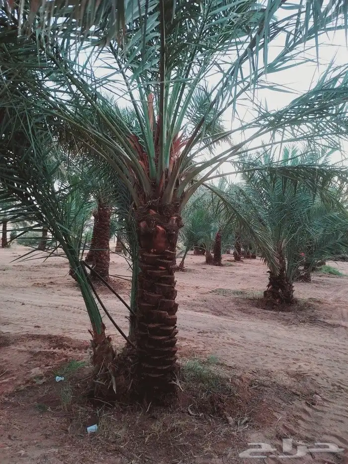 لشغل النخيل تكريب 2