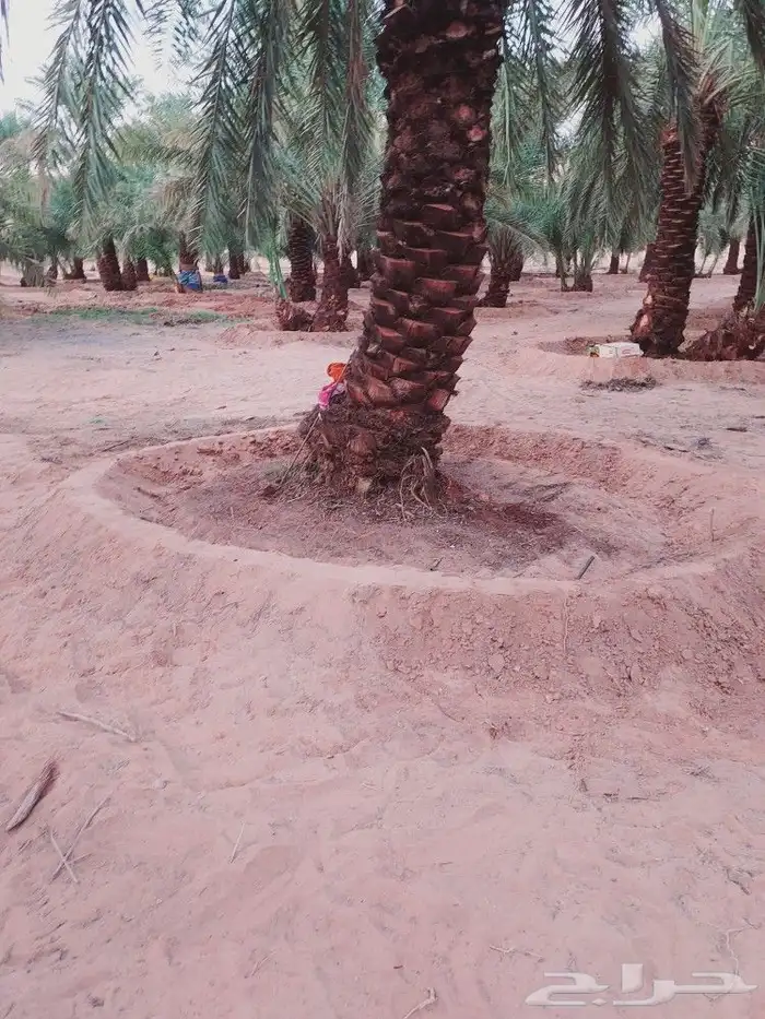لشغل النخيل تكريب 1