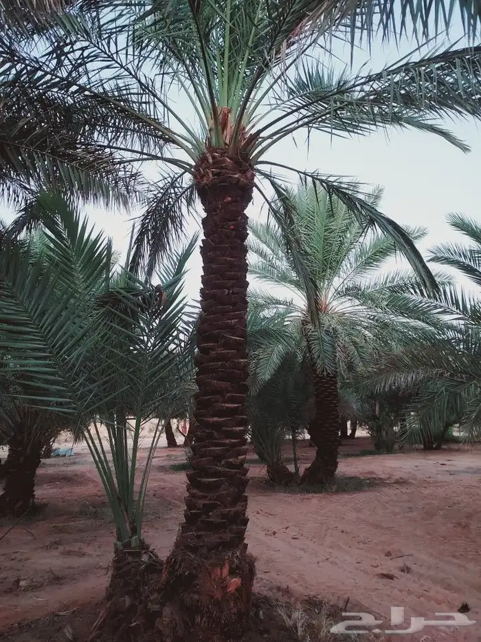 لشغل النخيل تكريب 3