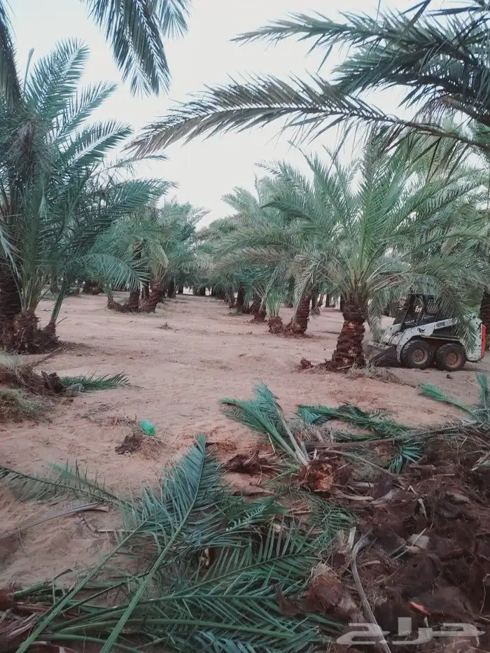 لشغل النخيل تكريب 6