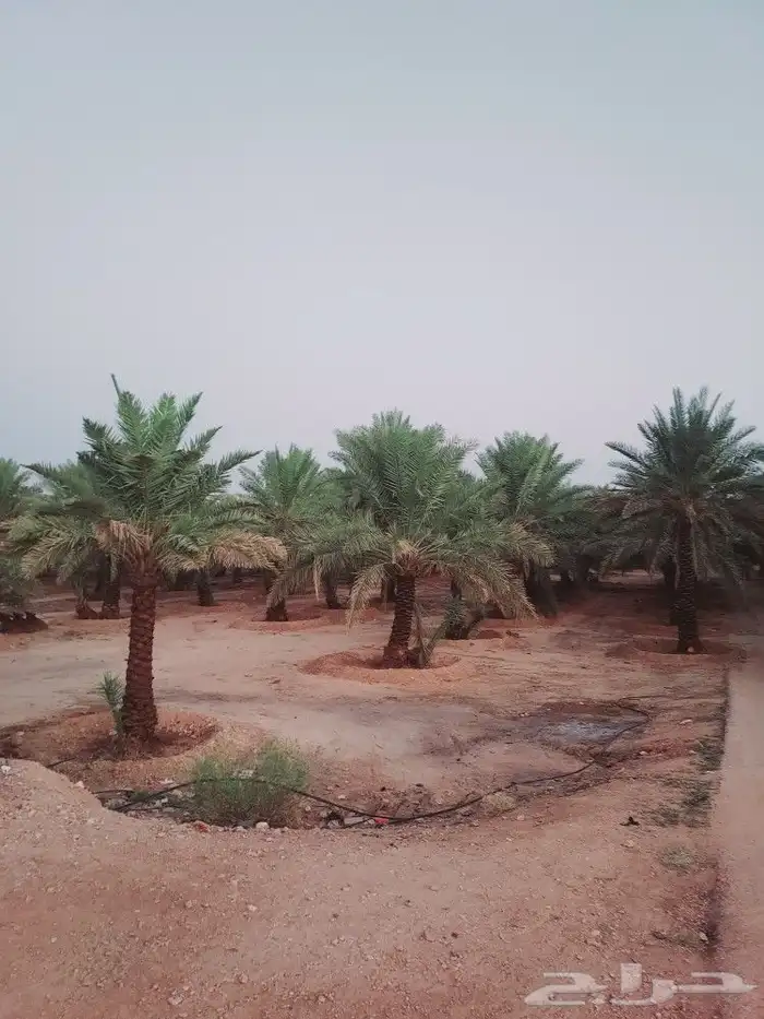 لشغل النخيل تكريب 0