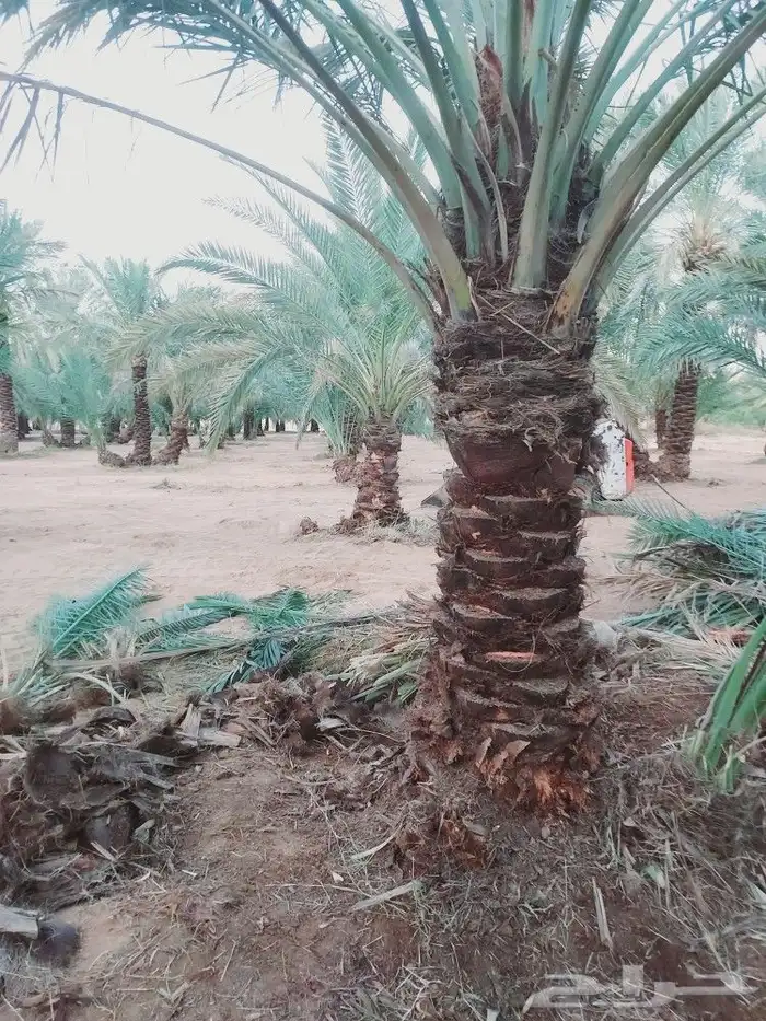 لشغل النخيل تكريب 8