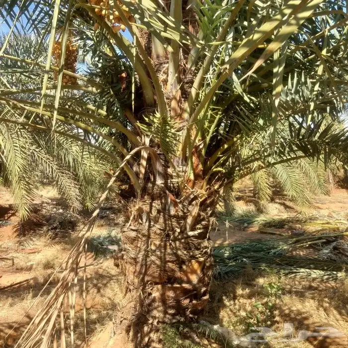 مزراع الغاط 4