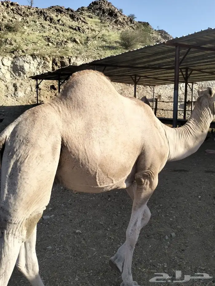 قعدان صومالي شحم فل العدد متوفر 1