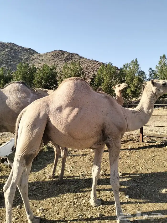 قعدان صومالي شحم فل العدد متوفر 0