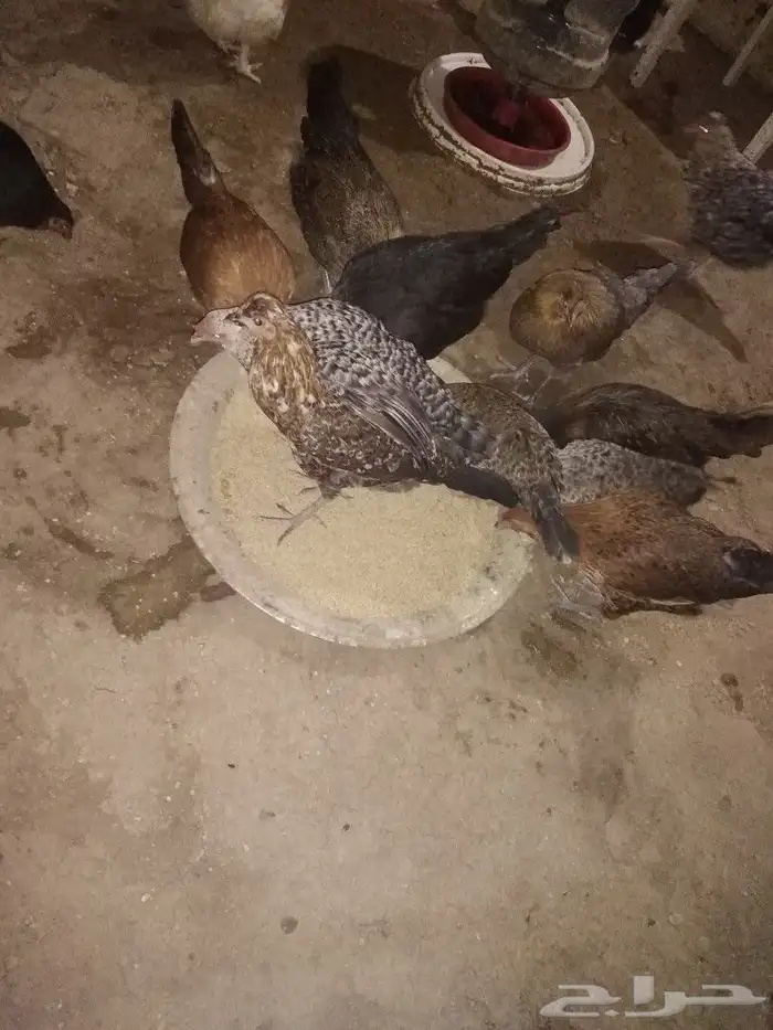 للبيع دجاج بلدي بياض 1