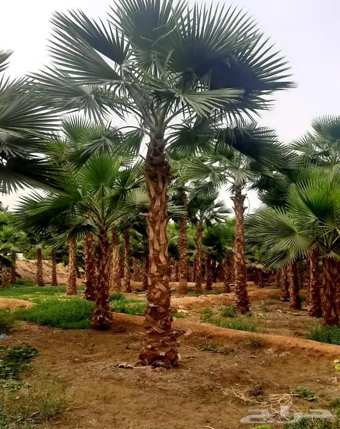 نخل واشنطني زينه وعربي مثمر توريد وزراعه 42