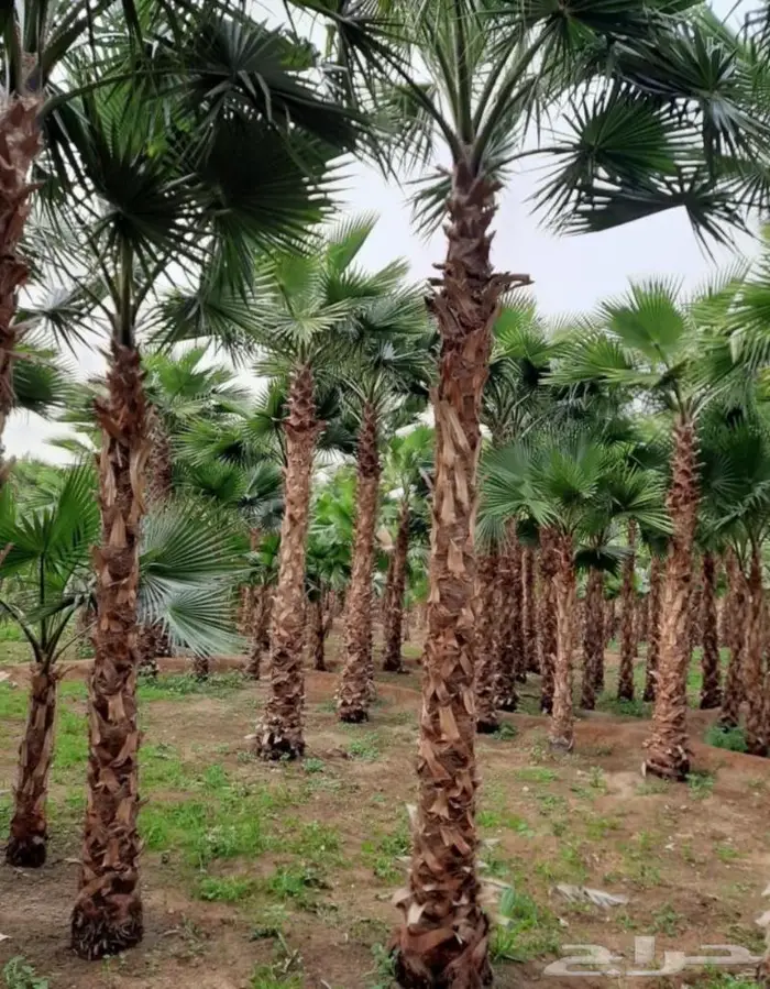 نخل واشنطني زينه وعربي مثمر توريد وزراعه 44