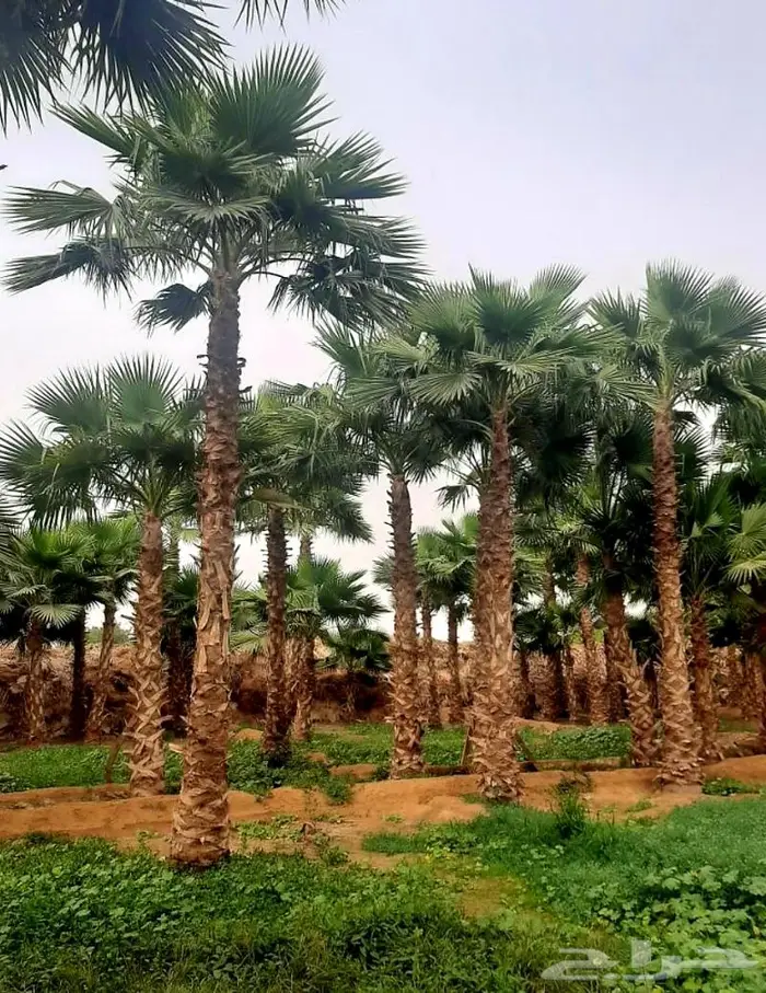 نخل واشنطني زينه وعربي مثمر توريد وزراعه 0