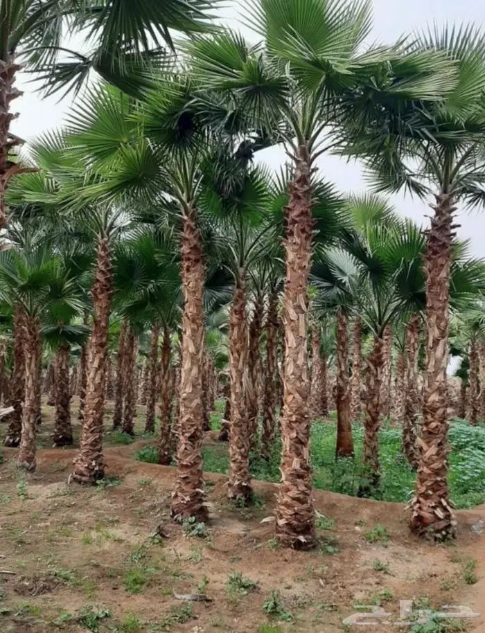 نخل واشنطني زينه وعربي مثمر توريد وزراعه 43