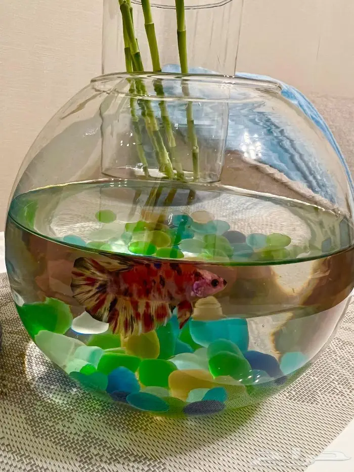 المنطقة الشرقية 15