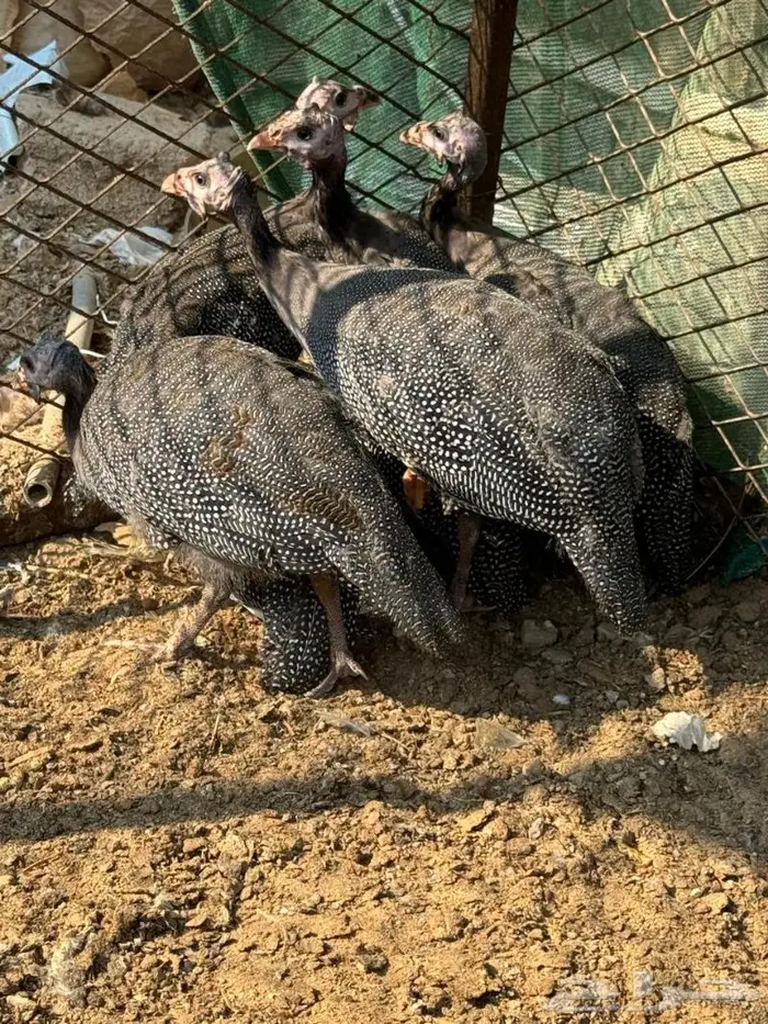 دجاج حبشي 0