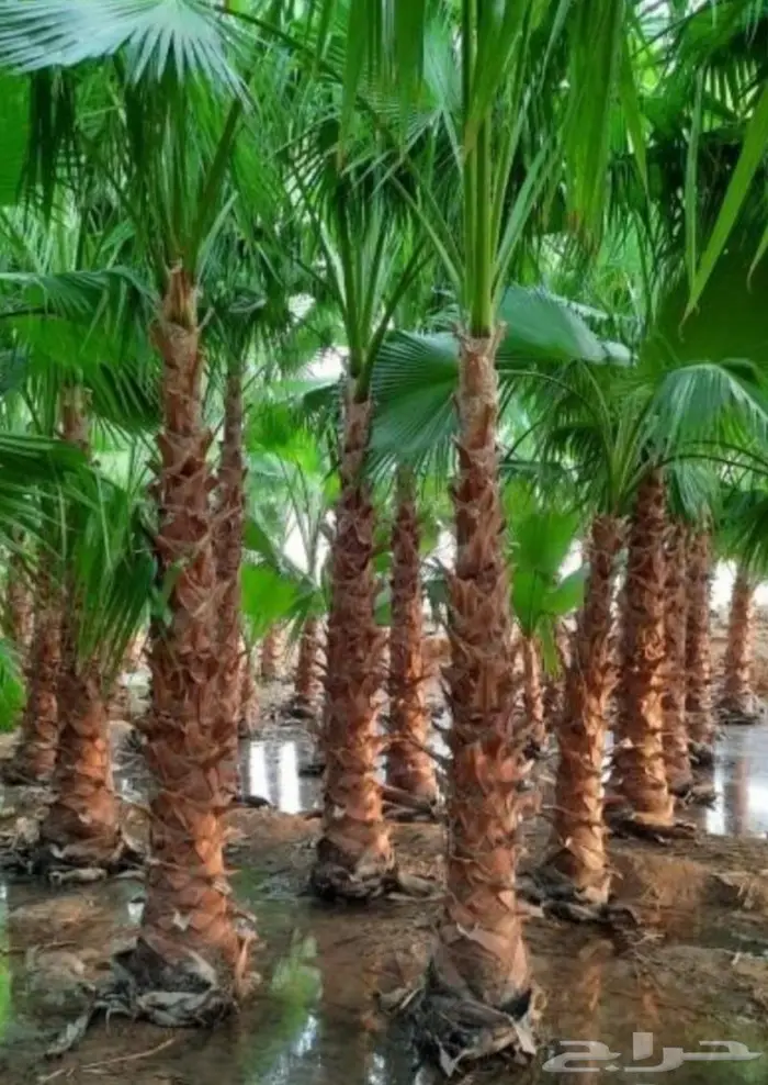 نخل واشنطني زينه وعربي مثمر توريد وزراعه 45