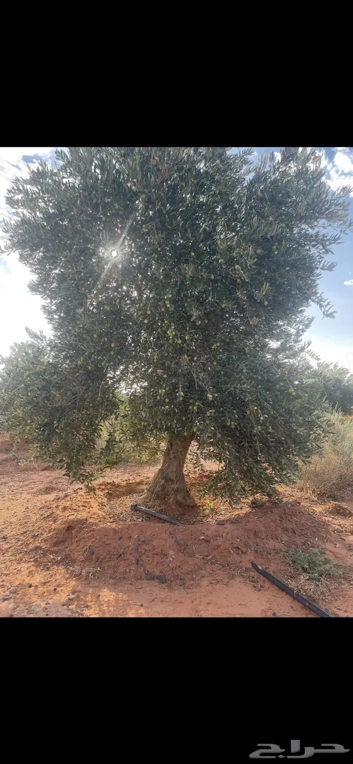 شجر زيتون معمر بأحجام كبير للبيع 2
