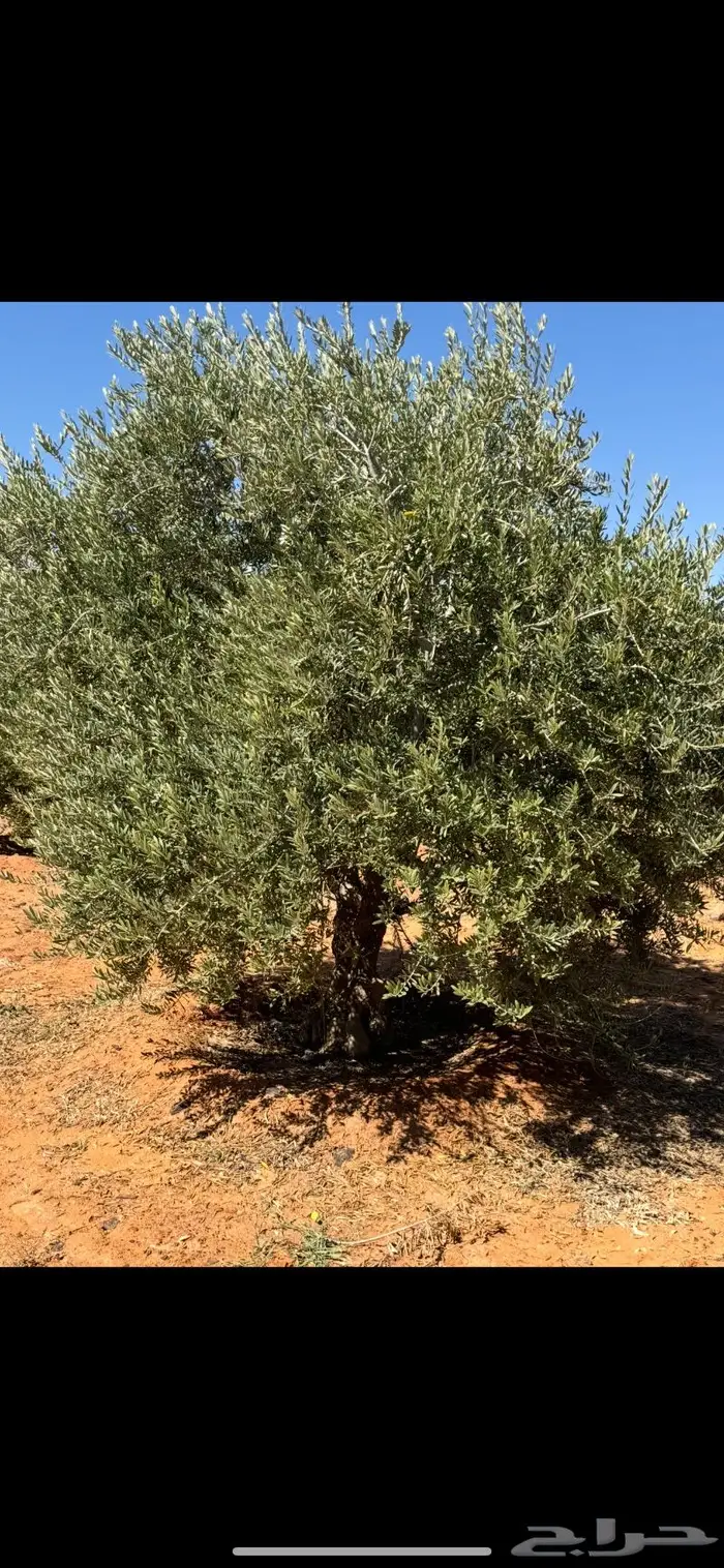 شجر زيتون معمر بأحجام كبير للبيع 3
