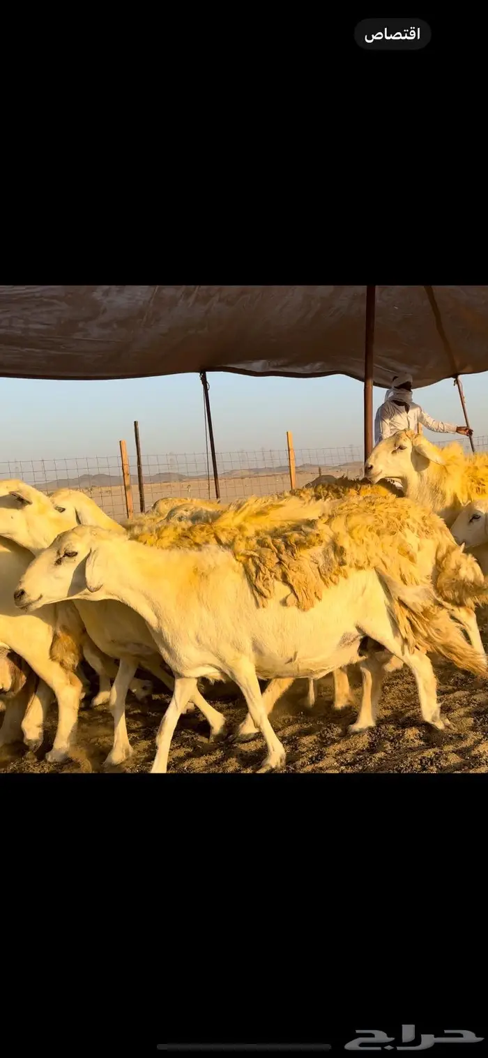 غنم حريات حرش 50 دفيع (تم البيع) 0