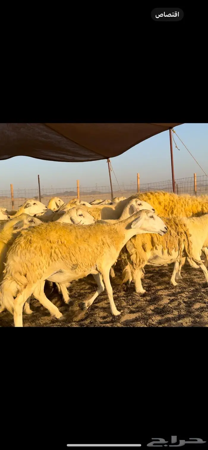 غنم حريات حرش 50 دفيع (تم البيع) 6