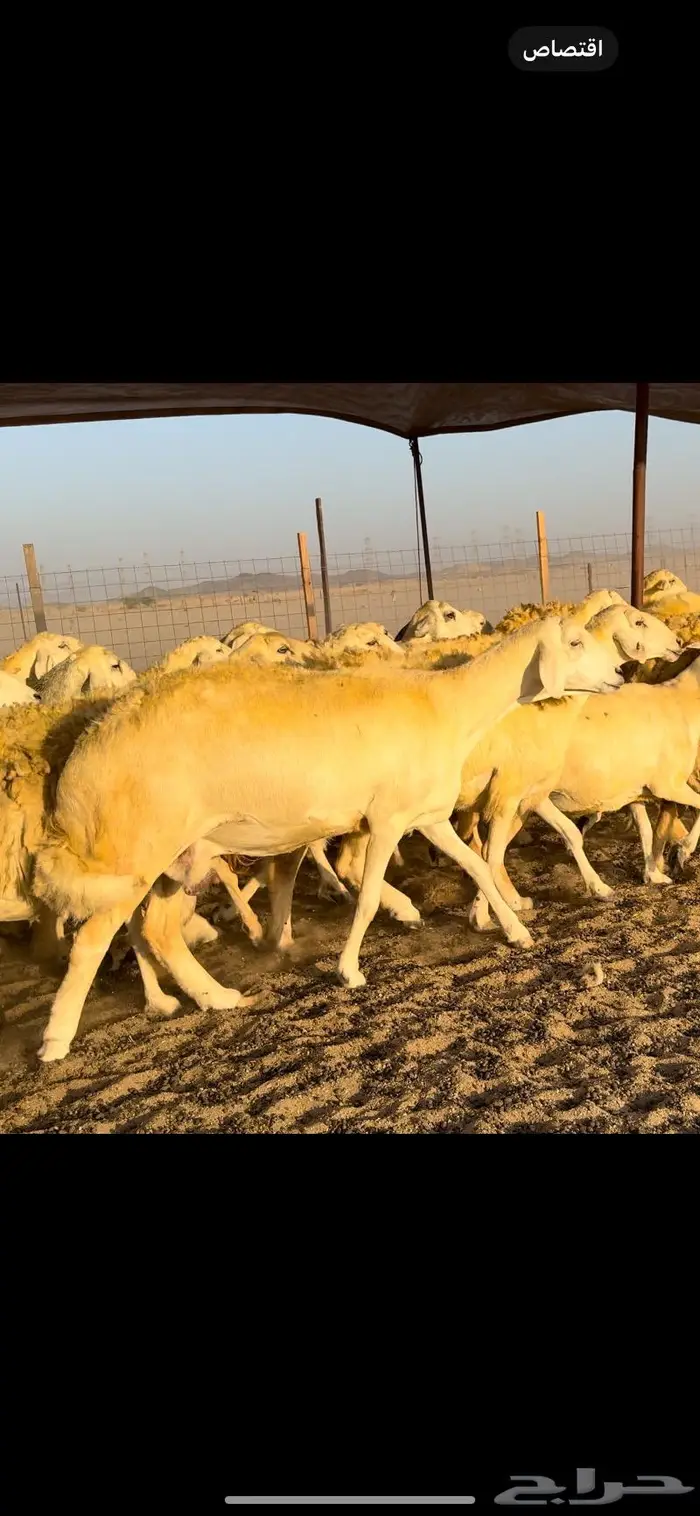 غنم حريات حرش 50 دفيع (تم البيع) 8