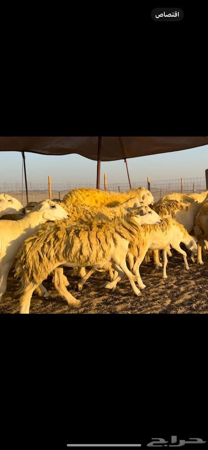غنم حريات حرش 50 دفيع (تم البيع) 11