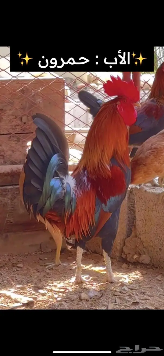 دجاج عربي دم صافي 0