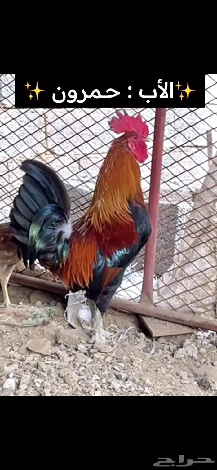 دجاج عربي دم صافي 1