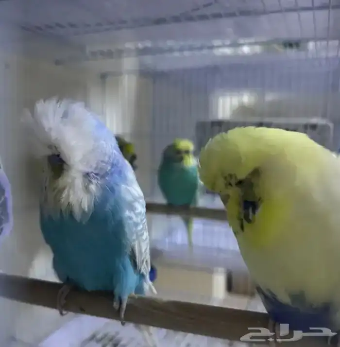 أزواج بادجي هوقو و انقلش 2