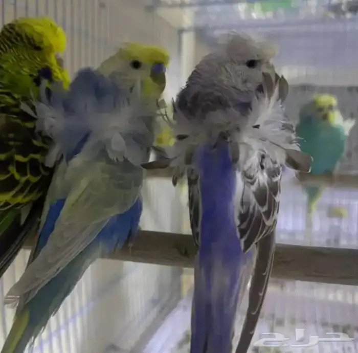 أزواج بادجي هوقو و انقلش 1