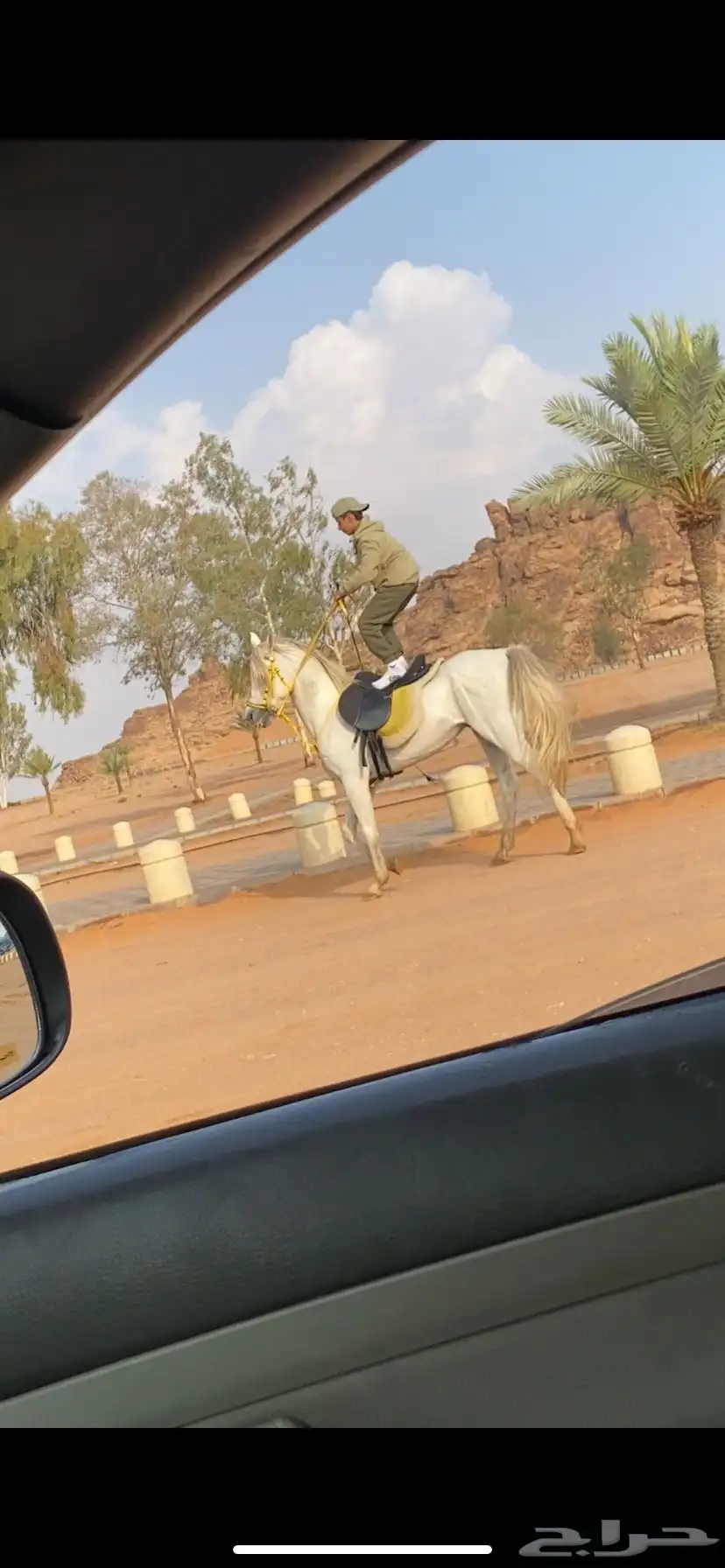 حصان شعبيي شيخ 0