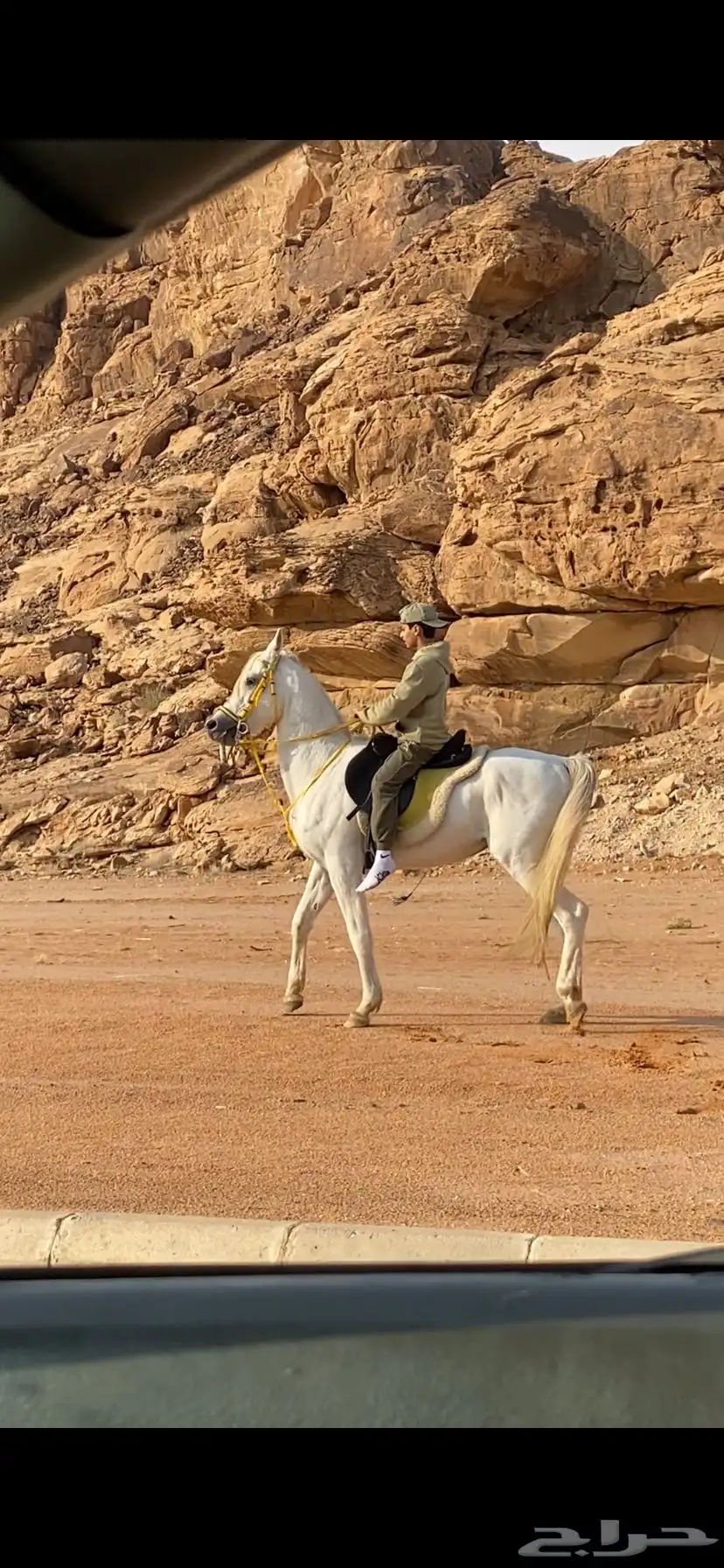 حصان شعبيي شيخ 7