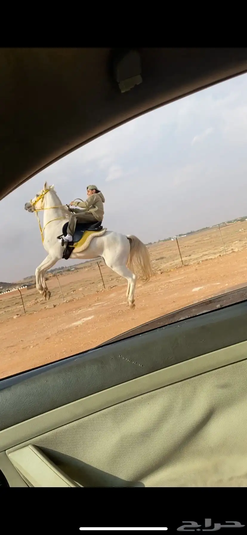 حصان شعبيي شيخ 1