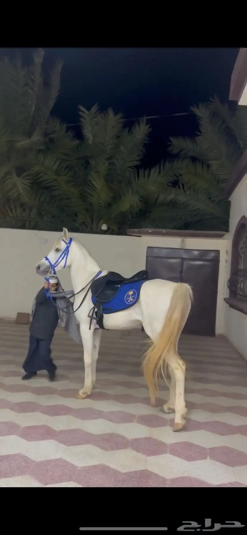 حصان شعبيي شيخ 2
