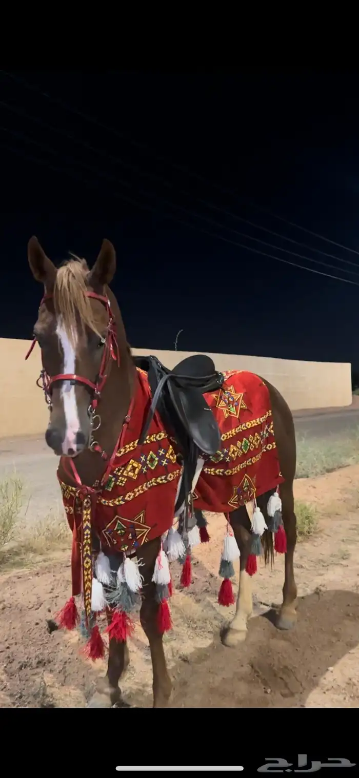 حصان واهو مكس حفيد عجمان 2