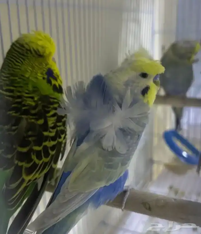 أزواج بادجي هوقو و انقلش 4